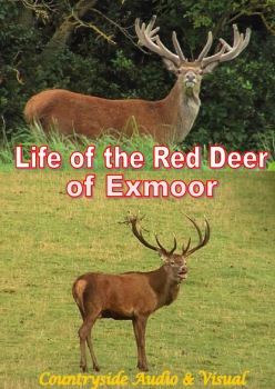 Life with the Red Deer of Exmoor